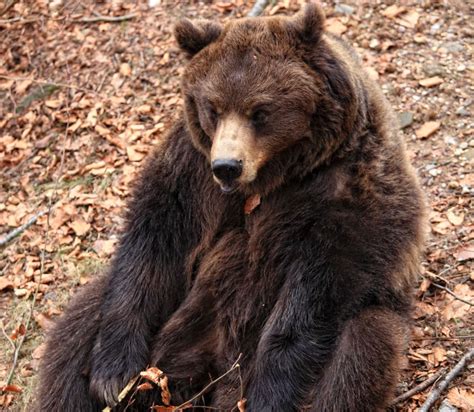 Italy captures brown bear that fatally mauled runner